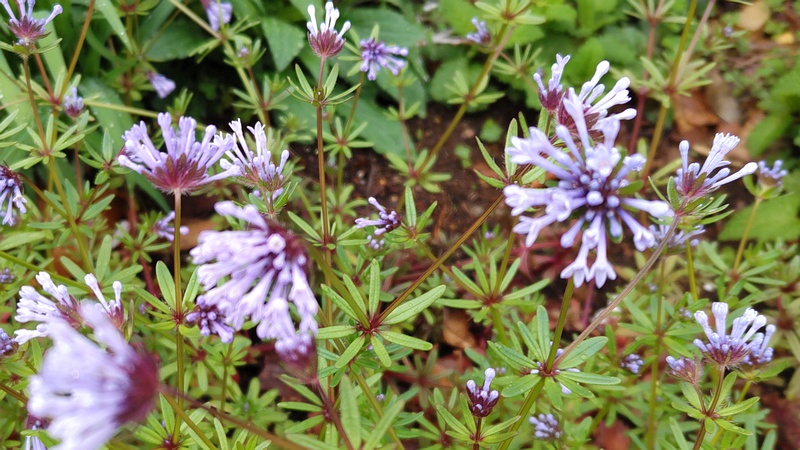 タマクルマバソウの花 川崎市幸区さいわいふるさと公園