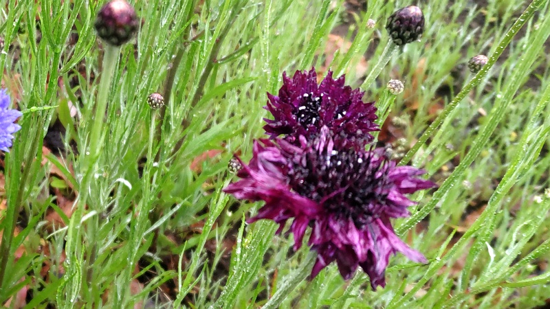 ヤグルマギクの花 川崎市幸区さいわいふるさと公園