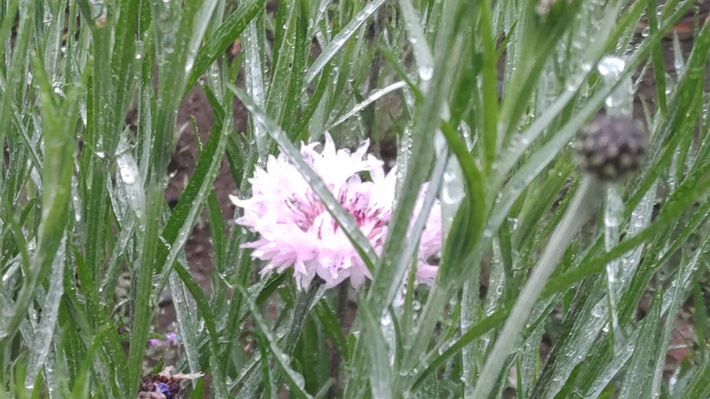 ヤグルマギクの花 川崎市幸区さいわいふるさと公園