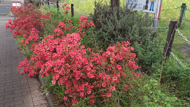 アザレアの花 川崎市幸区さいわいふるさと公園