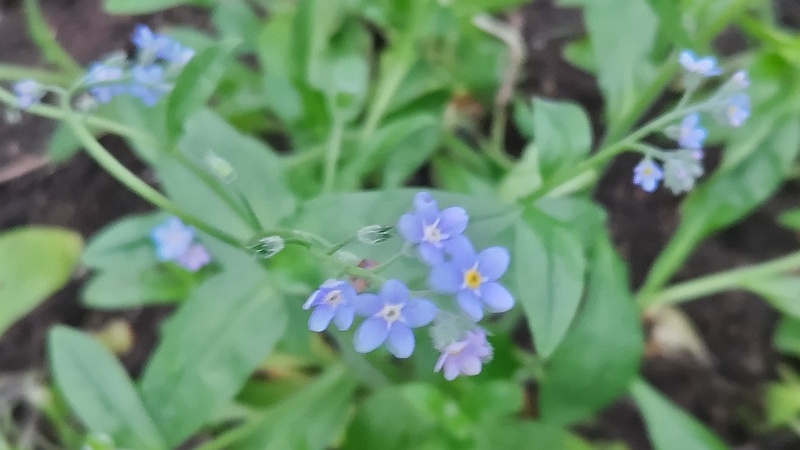 エゾムラサキの花 川崎市幸区さいわいふるさと公園