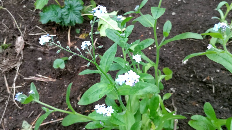 エゾムラサキの花 川崎市幸区さいわいふるさと公園