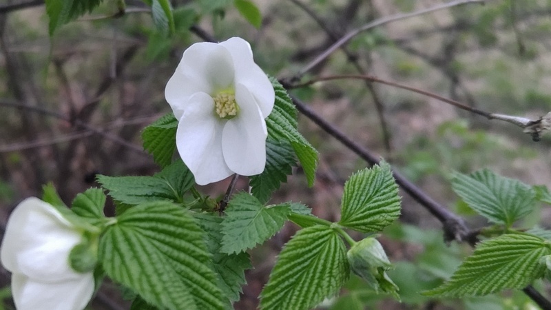 シロヤマブキの花 川崎市幸区さいわいふるさと公園