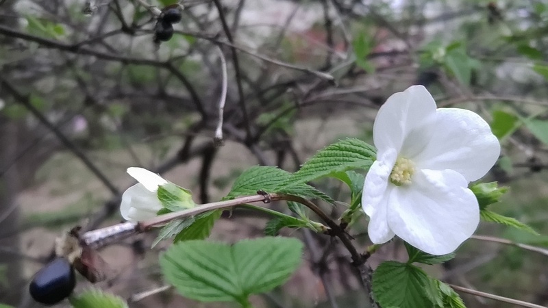 シロヤマブキの花 川崎市幸区さいわいふるさと公園