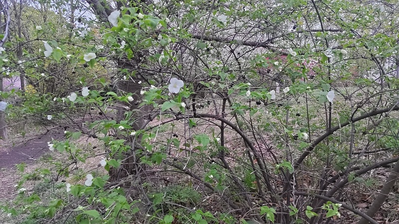 シロヤマブキの花 川崎市幸区さいわいふるさと公園