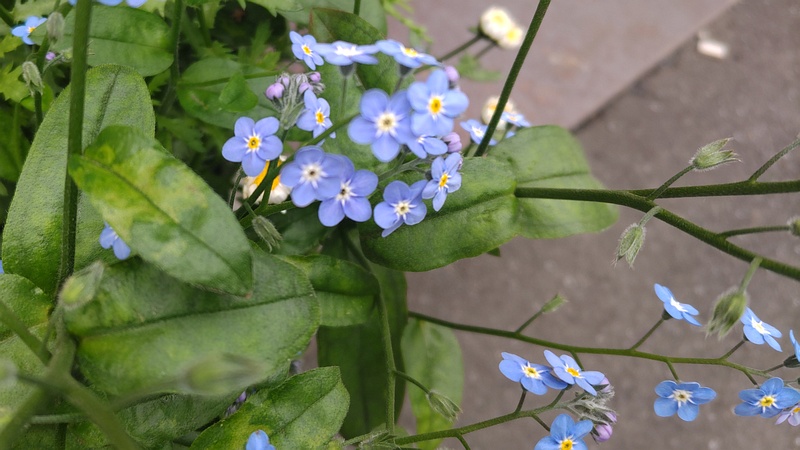 エゾムラサキの花 横浜市旭区中希望が丘