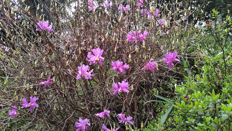 ミツバツツジの花 横浜市旭区帷子川親水緑道