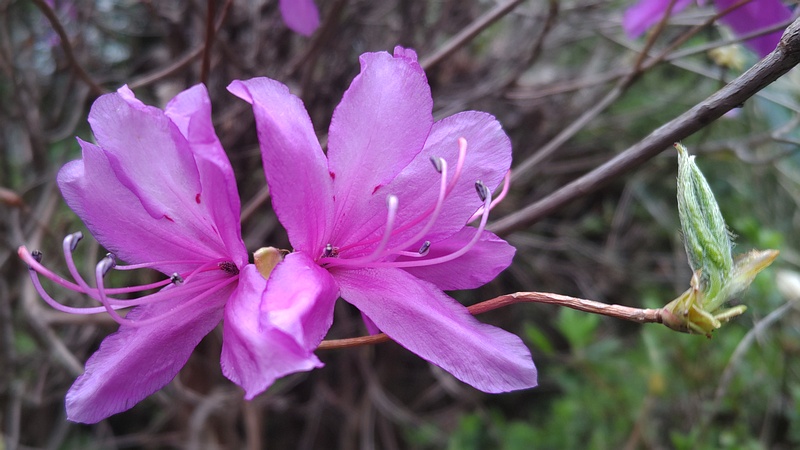 ミツバツツジの花 横浜市旭区帷子川親水緑道