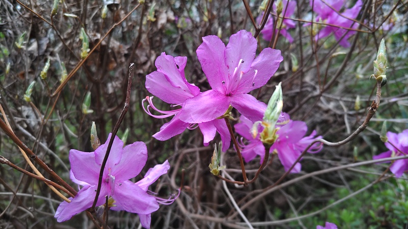 ミツバツツジの花 横浜市旭区帷子川親水緑道