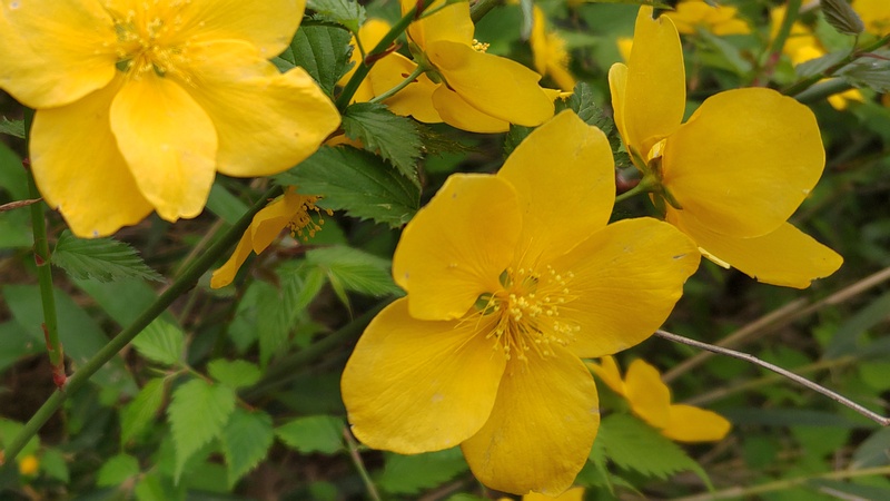 ヤマブキの花 横浜市旭区帷子川親水緑道