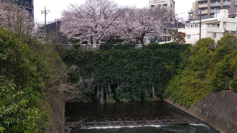 ソメイヨシノ 横浜市旭区鶴ヶ峰