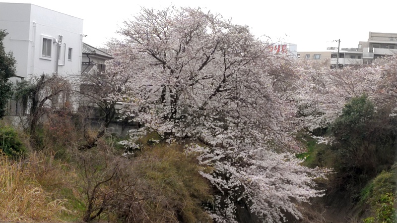 ソメイヨシノの花 横浜市旭区今川町