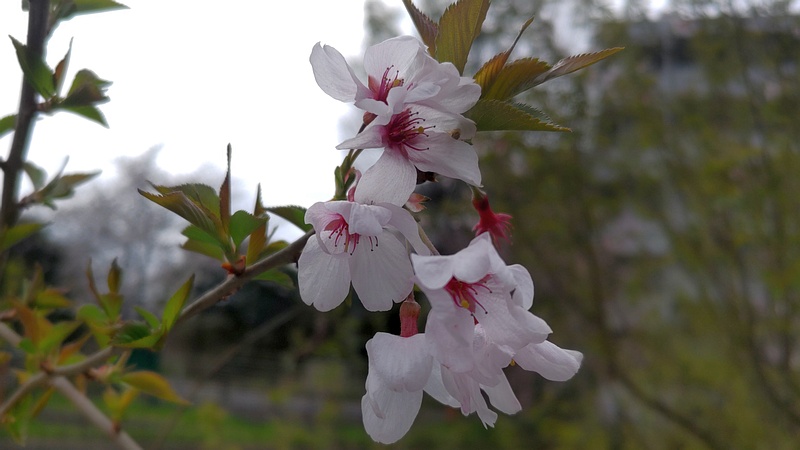 コヒガンザクラの花 横浜市旭区今川町