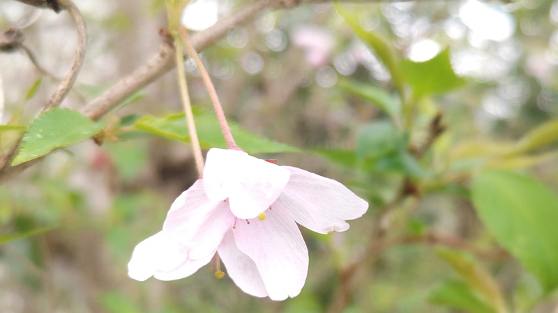 コヒガンザクラの花 横浜市旭区今川町