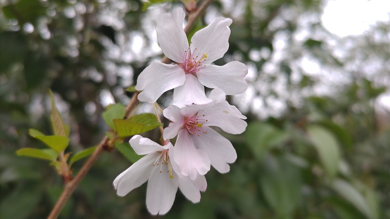 コヒガンザクラの花 横浜市旭区今川町