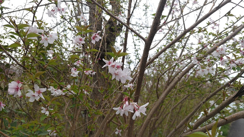 コヒガンザクラの花 横浜市旭区今川町