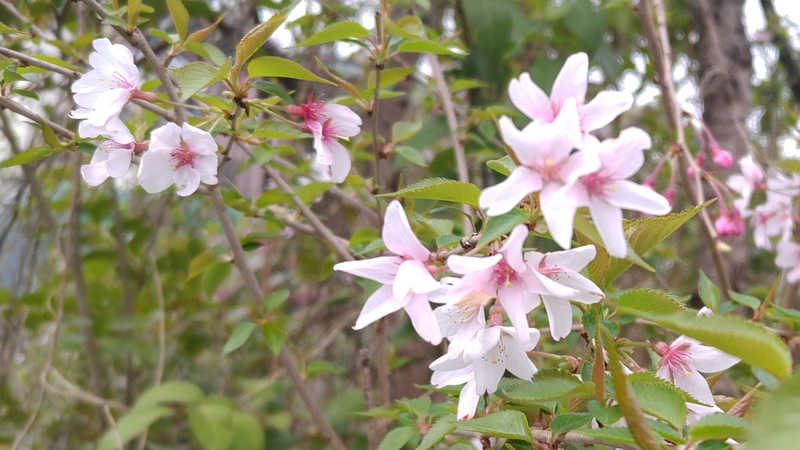 コヒガンザクラの花 横浜市旭区今川町