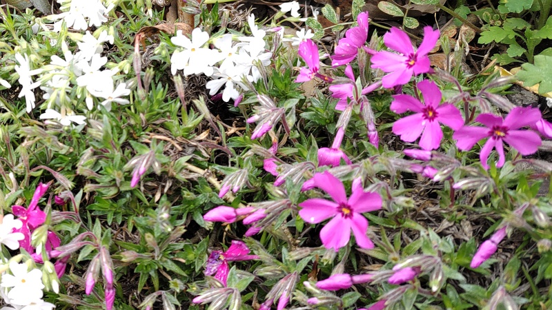 シバザクラの花 横浜市旭区今宿南町