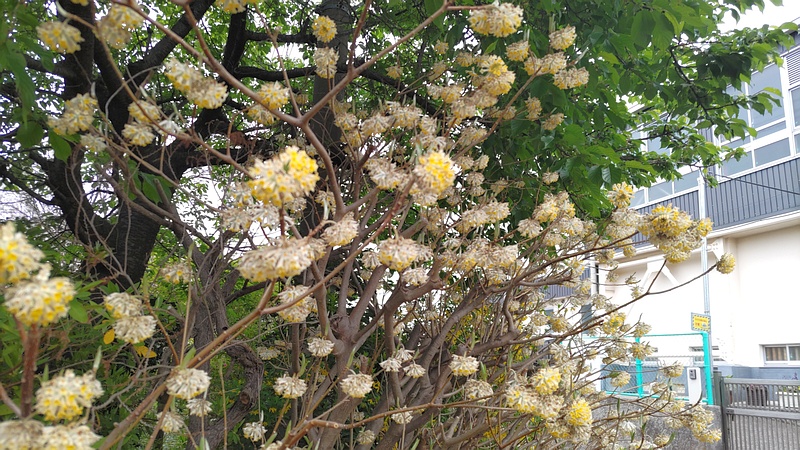 ミツマタの花 横浜市旭区都岡町