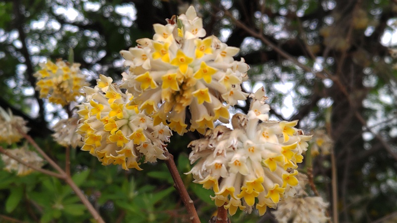 ミツマタの花 横浜市旭区都岡町