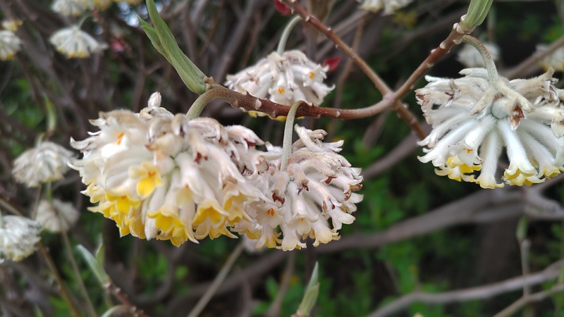 ミツマタの花 横浜市旭区都岡町