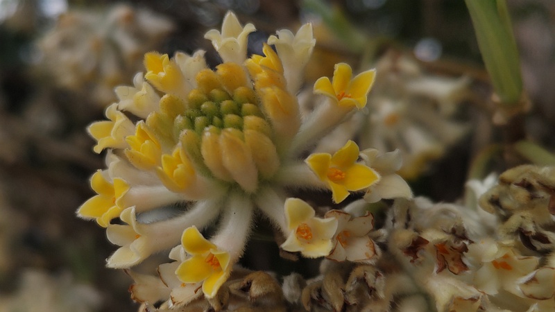 ミツマタの花 横浜市旭区都岡町