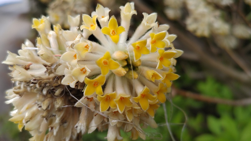 ミツマタの花 横浜市旭区都岡町