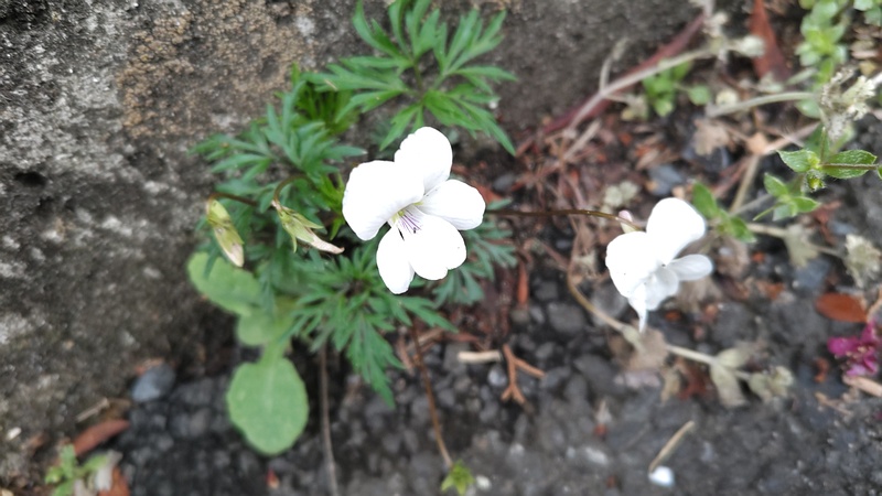 ヒゴスミレの花 横浜市旭区今宿南町