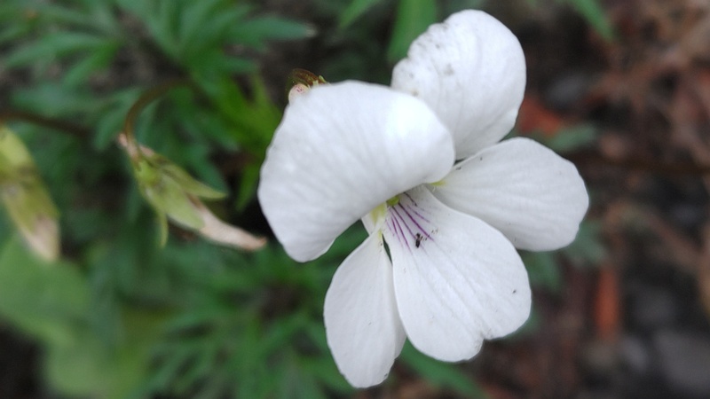 ヒゴスミレの花 横浜市旭区今宿南町