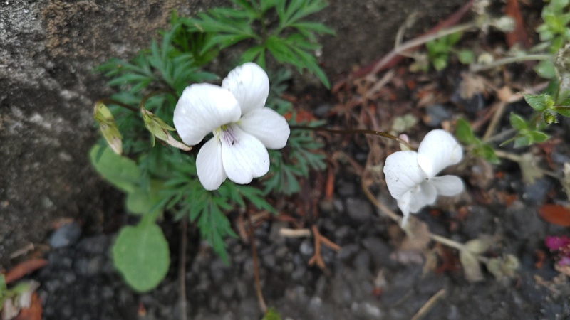 ヒゴスミレの花 横浜市旭区今宿南町