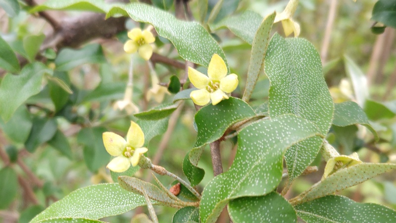 ナツグミの花 横浜市旭区今宿南町