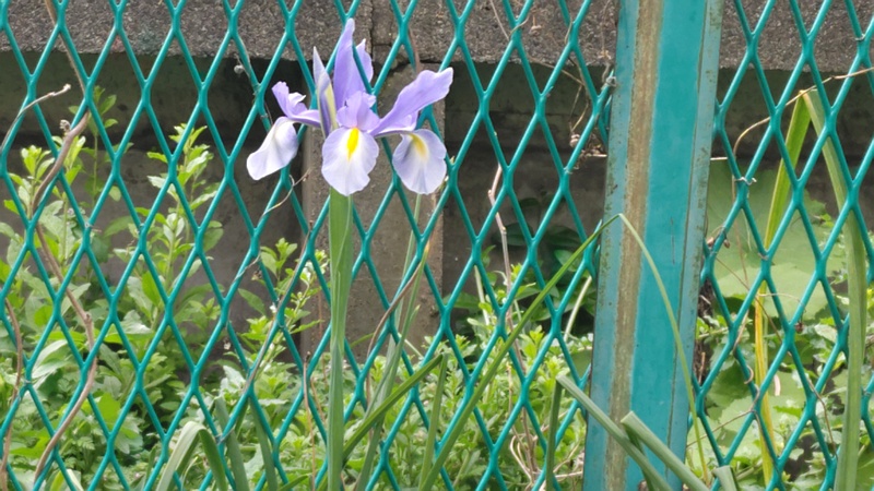 アヤメの花 横浜市旭区今宿南町