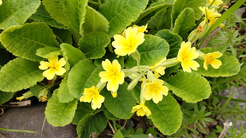 キバナノクリンザクラの花 横浜市旭区今宿南町