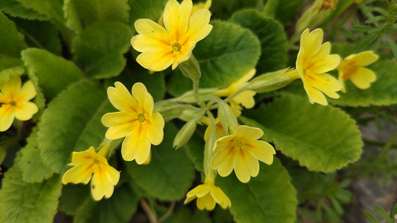 キバナノクリンザクラの花 横浜市旭区今宿南町
