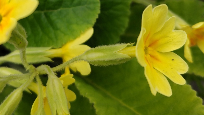 キバナノクリンザクラの花 横浜市旭区今宿南町