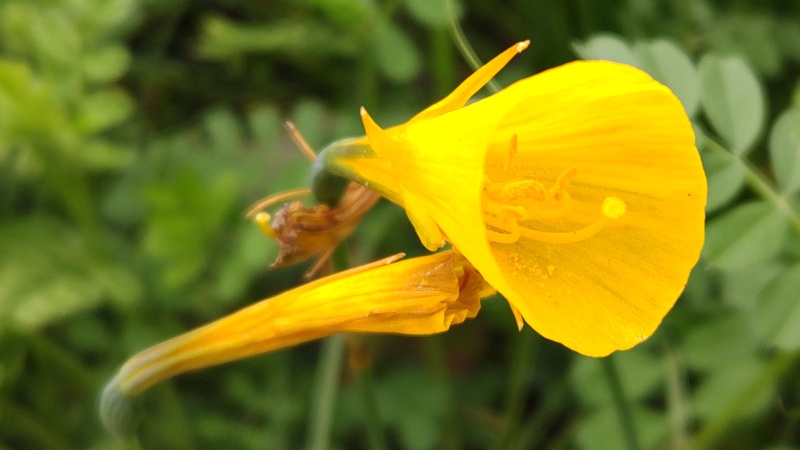 フエフキスイセンの花 横浜市旭区今宿南町
