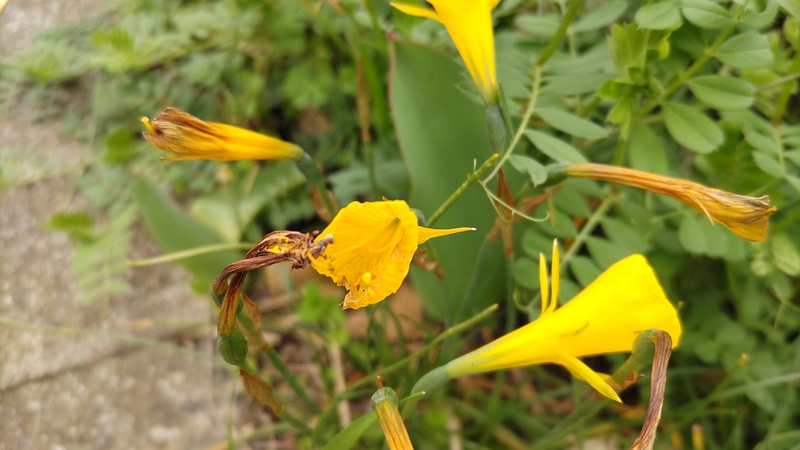 フエフキスイセンの花 横浜市旭区今宿南町
