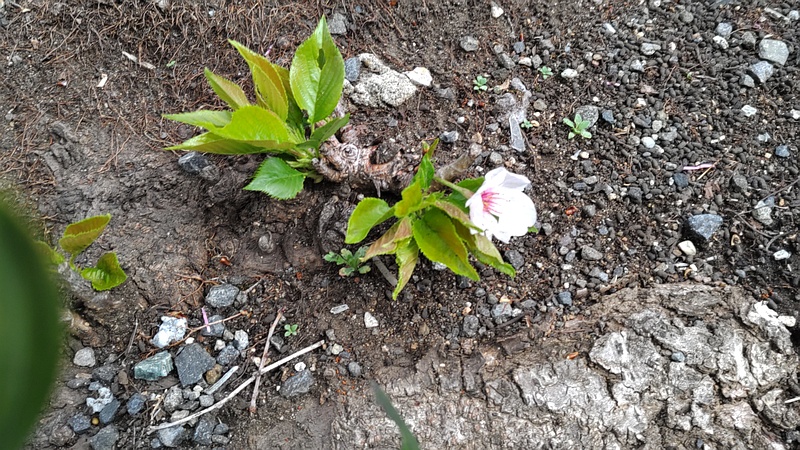 ソメイヨシノの根の胴吹き桜 横浜市旭区今宿南町