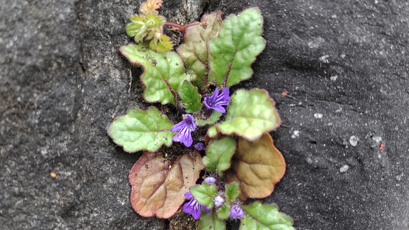 キランソウの花 横浜市旭区今宿南町