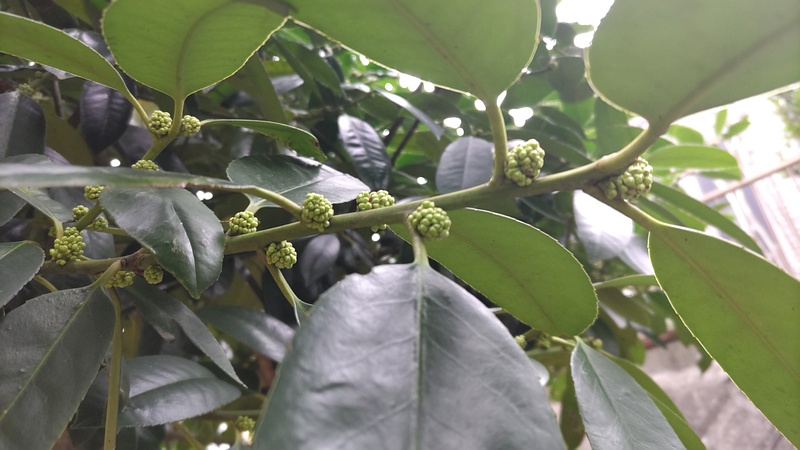 タラヨウの蕾 横浜市旭区今宿東町