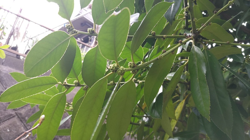 タラヨウの蕾 横浜市旭区今宿東町