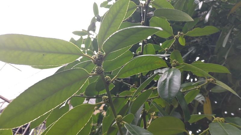 タラヨウの蕾 横浜市旭区今宿東町