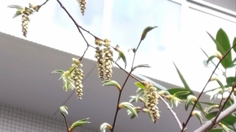 クマシデの花 横浜市旭区今宿東町