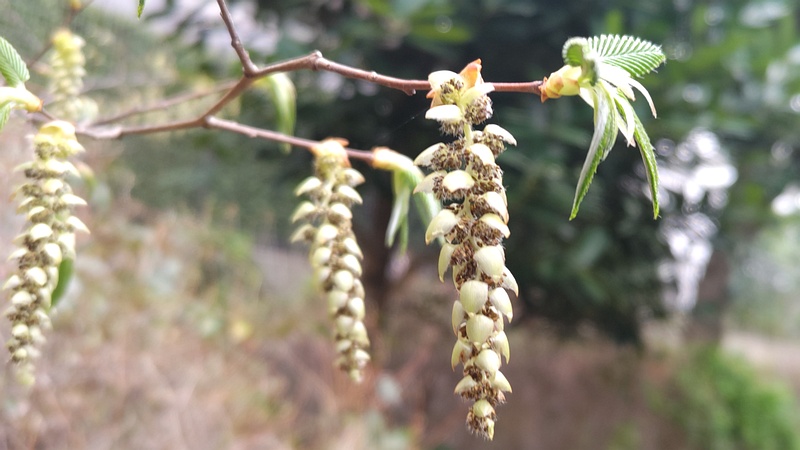 クマシデの花 横浜市旭区今宿東町
