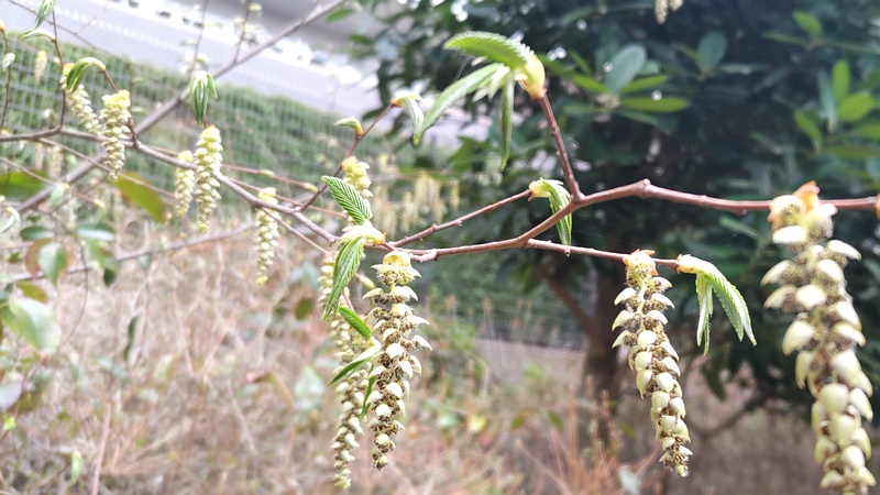 クマシデの花 横浜市旭区今宿東町