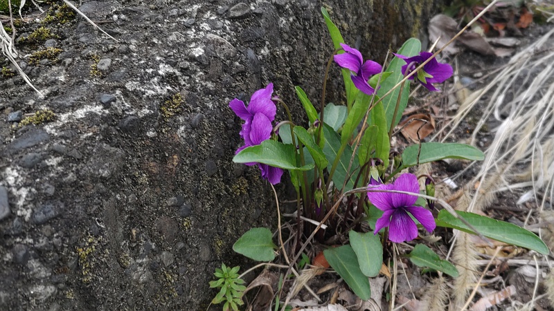 スミレの花 横浜市旭区今宿東町