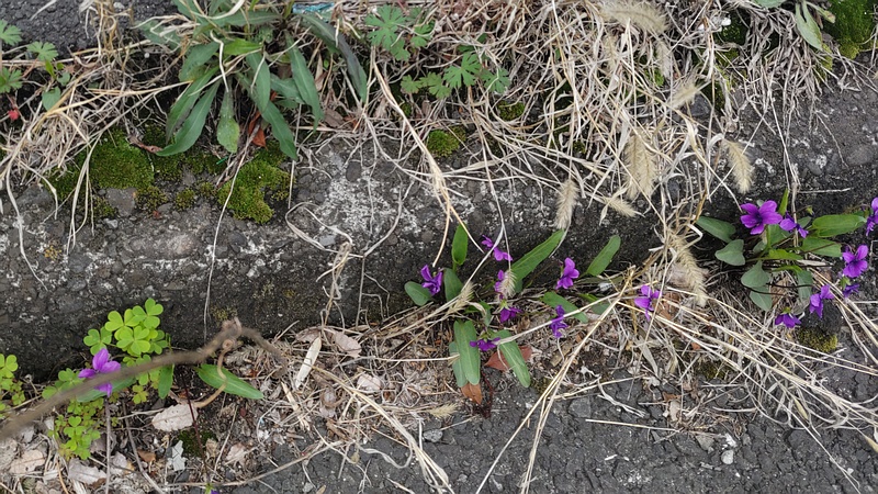 スミレの花 横浜市旭区今宿東町