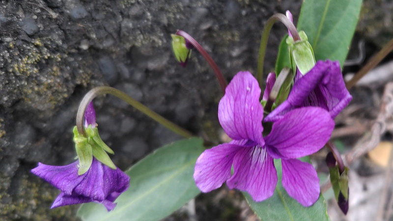 スミレの花 横浜市旭区今宿東町