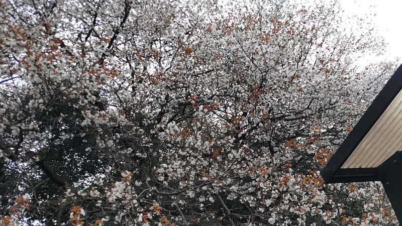 ヤマザクラの花 横浜市旭区今川町