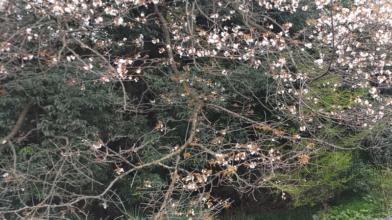 ヤマザクラの花 横浜市旭区今川町